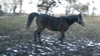 Tamani & Nirvana Aus Der Puste