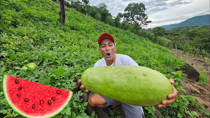 Cutting and eating GIANT watermelon 🍉