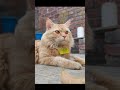 new ## short #new very# funny short cat funnny# mini #vloge 😺😺