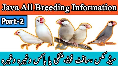 Java Finch Complete Information | Java Sparrow Breeding Formula | Java Bird | Mini Zoo