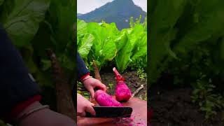 Download Lagu Knife slicing pink radishes on wooden surface outdoors MP3