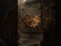 Leopard vs Ancient Angkor Wat Temple Secret... 🦁👀