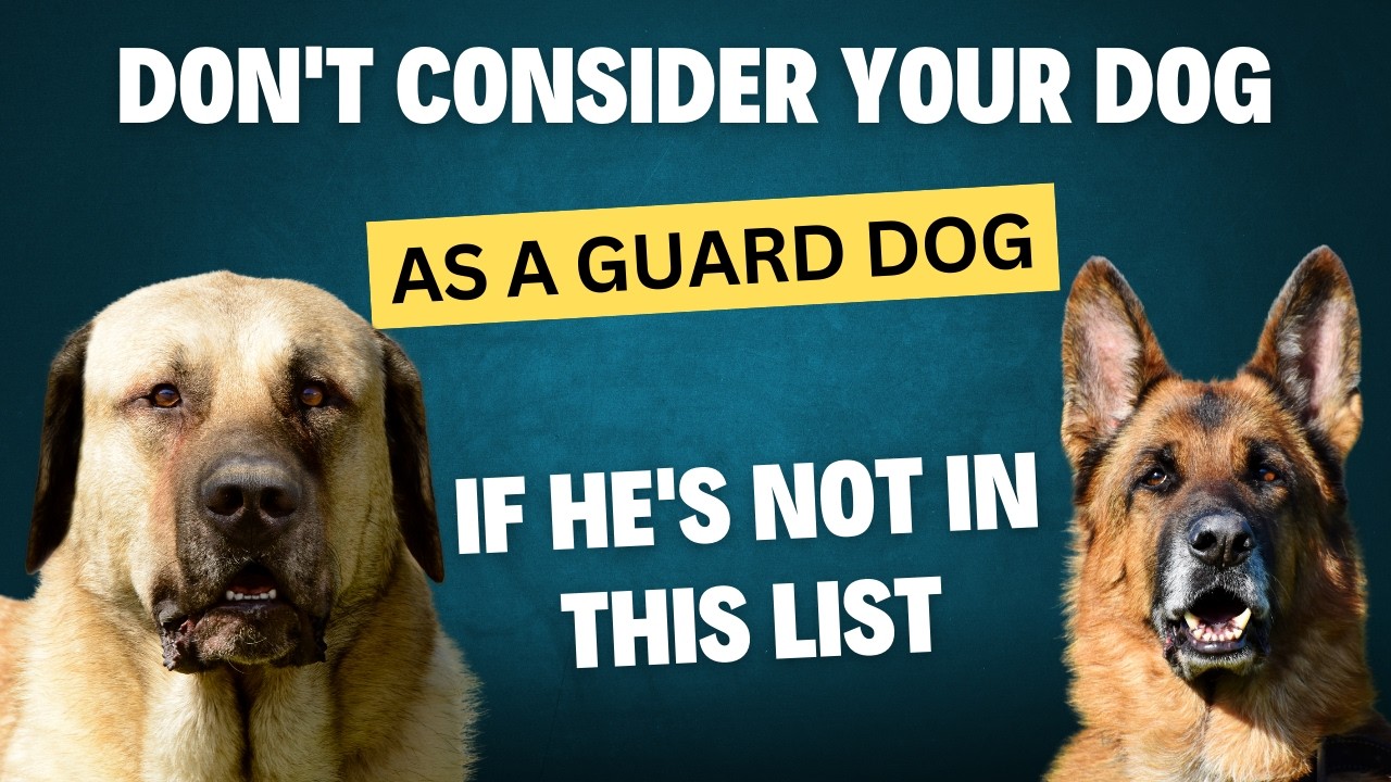 Top 20 Guard Dogs: The Ultimate Protectors!