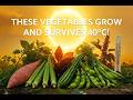 7 Heat Loving Vegetables EASY to Grow In a HOT Summer