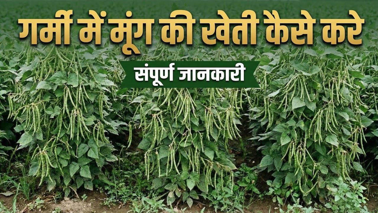 गर्मी में मूंग की खेती का वैज्ञानिक तरीका | 60 दिन में बंपर उत्पादन | Moong Ki Kheti