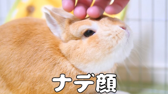 ウサギがなつくとこうなります No 221 Youtube ウサギがなつくとこうなります No 221 Youtube