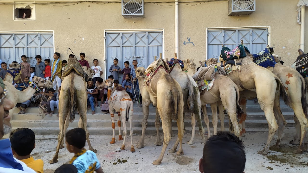 #شباب-الهجن-بحارة-الرضيمة-خيلة  #   👆👆😱😱