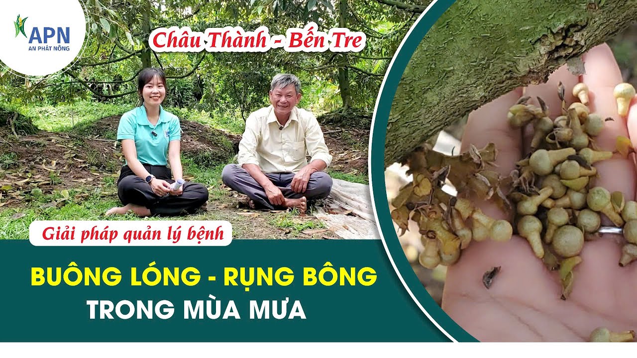 APN - GIẢI PHÁP QUẢN LÝ BỆNH BUÔNG LÓNG - RỤNG BÔNG SẦU RIÊNG TRONG MÙA MƯA #anphatnong #saurieng