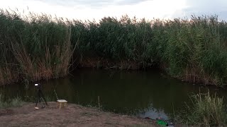 видео: В ЭТОМ БОЛОТЕ ВОДИТСЯ КАРП И АМУР?! Я не поверил, пока сам не увидел! Рыбалка на поплавок. картинка: В ЭТОМ БОЛОТЕ ВОДИТСЯ КАРП И АМУР?! Я не поверил, пока сам не увидел! Рыбалка на поплавок.