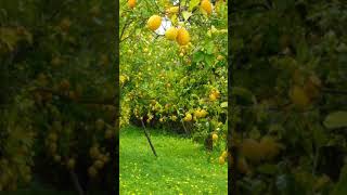 Benim Adım Yade Limon Versiyon