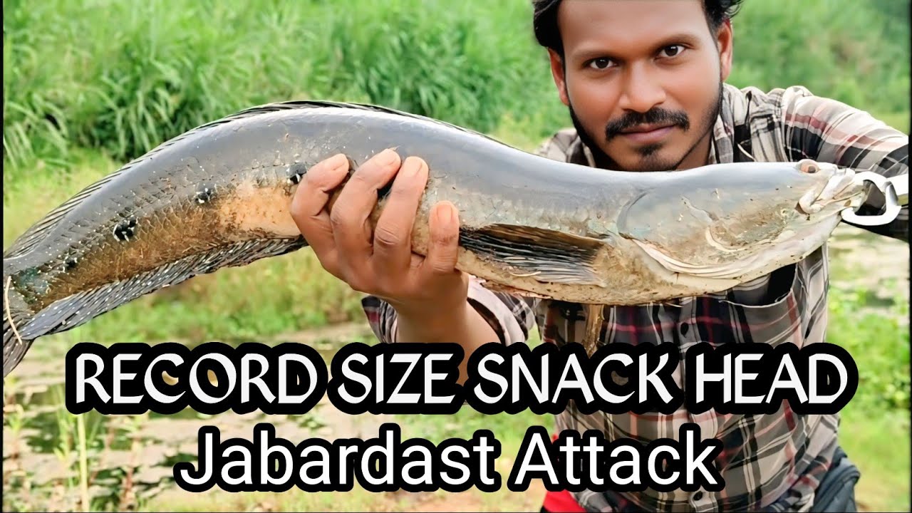 Big Record Size Snack Head Catch || Jabardost Attack @sanjeevfamilyvlogs550