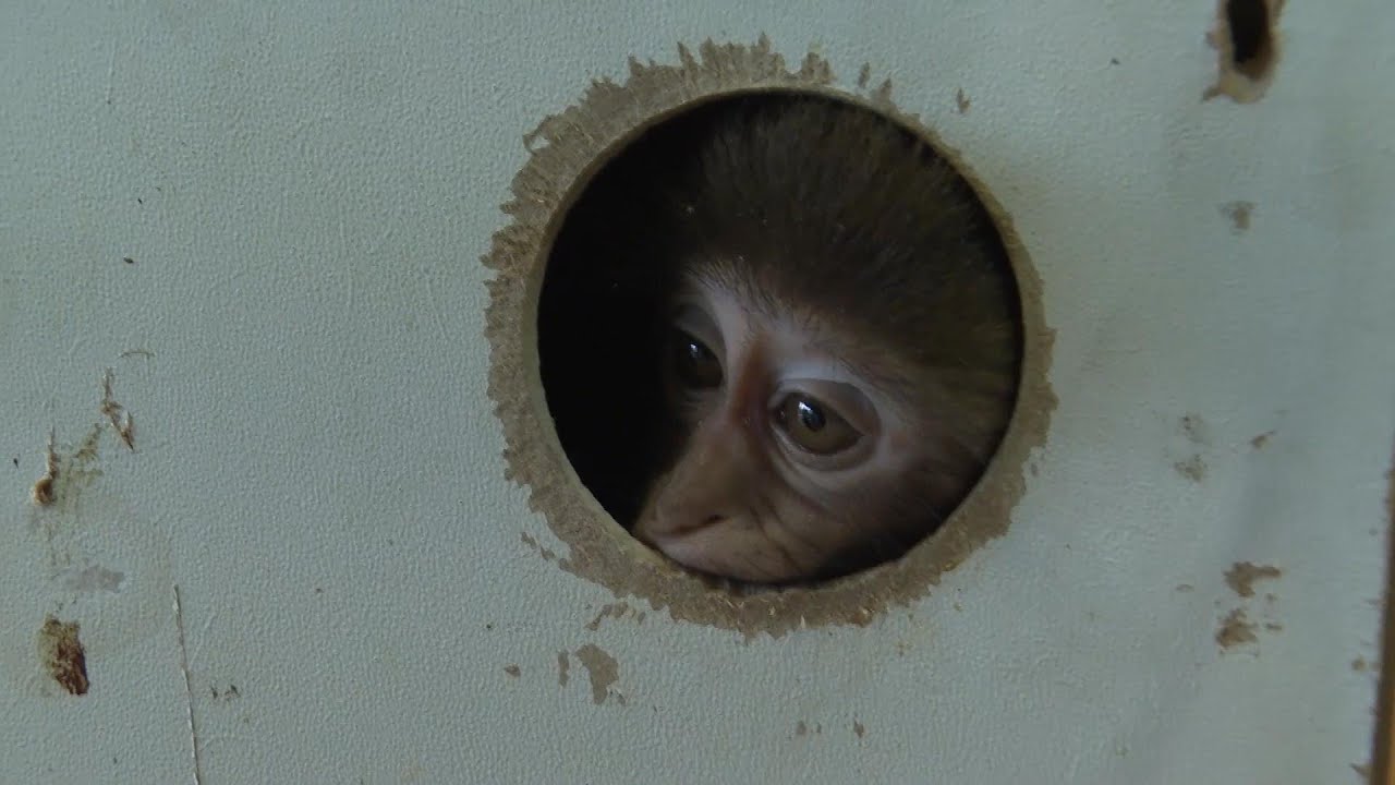 Monkey found in a package