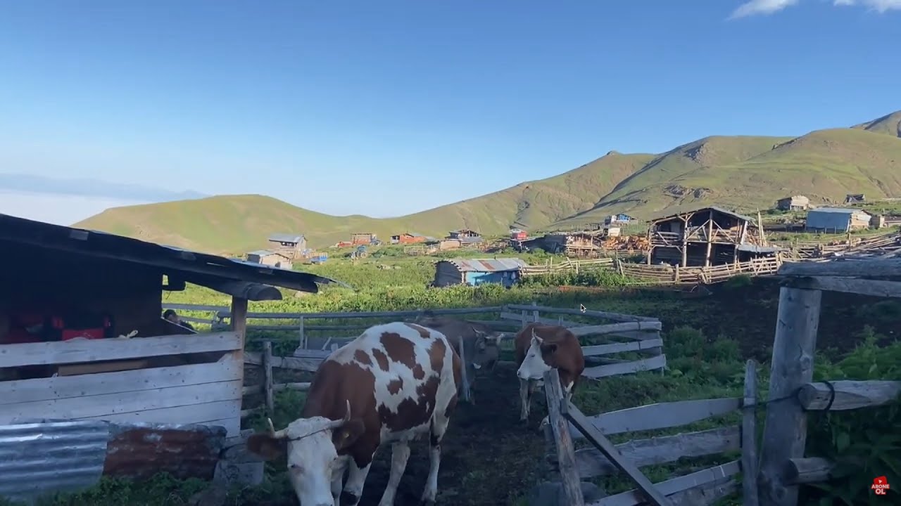 Şaşortum Behey - Köylü Türküsü (Söz: Bahaddin Yazıcı)