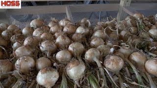 How to Harvest and Store Sweet Onions