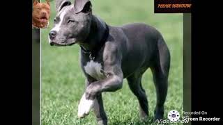 Which Colour Apbt 5 Different Colours We Love.