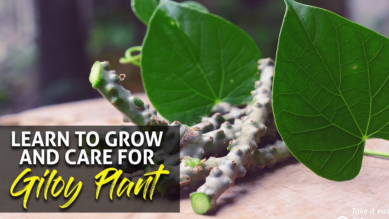 Learn To Grow And Care For Gilroy Plant Growing Giloy at home and