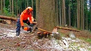 Profesionál s pilou Stihl MS 462