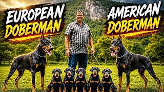 European vs American Doberman 🔥 Real Difference Explained | Doberman Puppies & Expert Insights