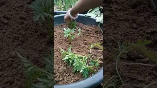 Planting Marigold Seedlings in a Tub #shorts #youtubeshorts #organicgardening