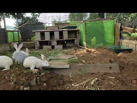 Video: Cách Giữ Thỏ Ra khỏi Vườn