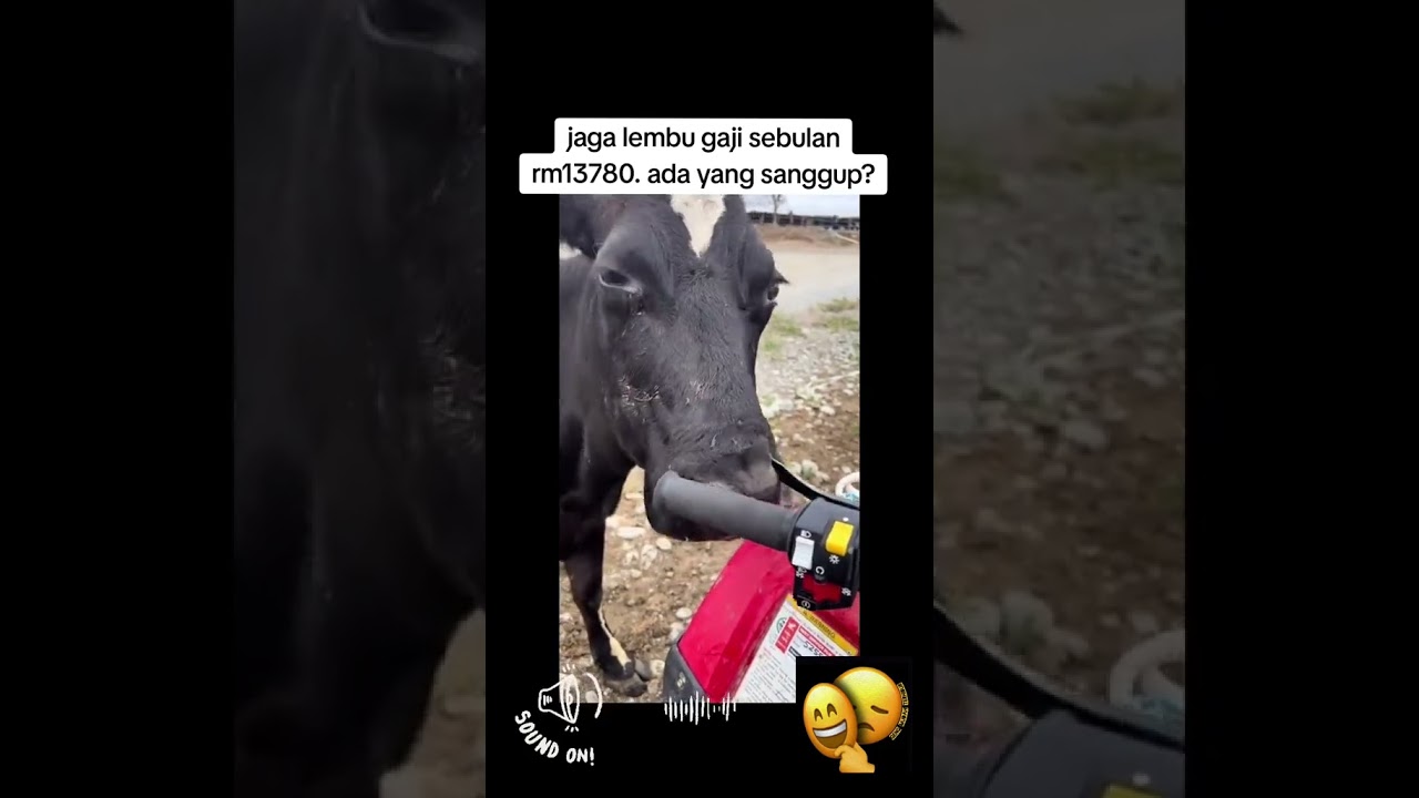 kerja yang sangat underrated. jaga lembu pun gaji besar tau.😍.