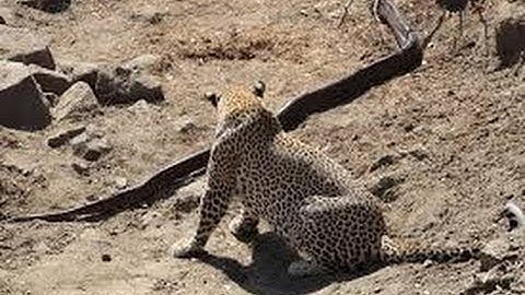 Leopard VS African Rock Python, Leopard kills Huge African Rock Python (Leopard DocumentaryHD)