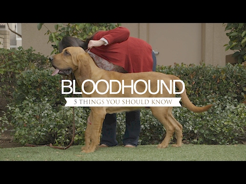 Video: Bloodhound Hakkında En Büyüleyici Beş Gerçek