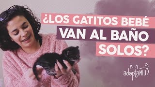 Cómo Estimular a un Gatito Para que Haga sus Necesidades