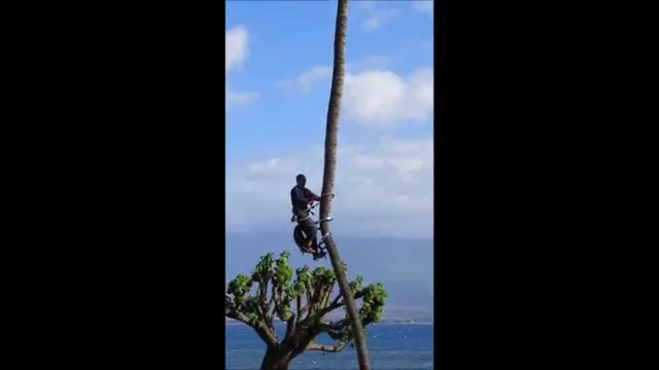 Coconut Tree Trimming Maui...2 YouTube
