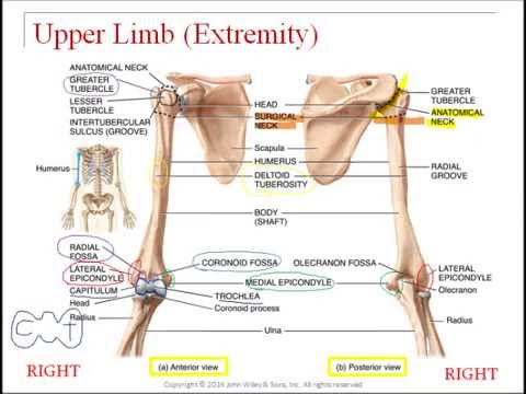 virtual lecture upper appendicular skeleton youtube