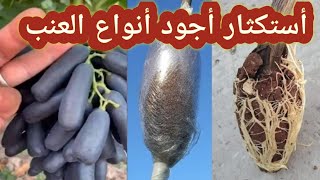 طريقة أستكثار أجود أنواع العنب??