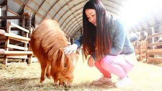 これはカワイイ! 世界最小級の馬20頭に会える十勝清水・ムーミン牧場