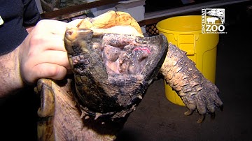 Moving Chinese Alligators and Snapping Turtles from Reptile House - Cincinnati Zoo