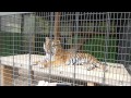 子どもがおおはしゃぎ！大内山動物園に行ってきました