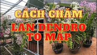 Cách chăm lan dendro mập thân