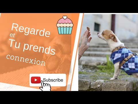 Regarde et tu prends | un exercice de connexion à faire avec son chien