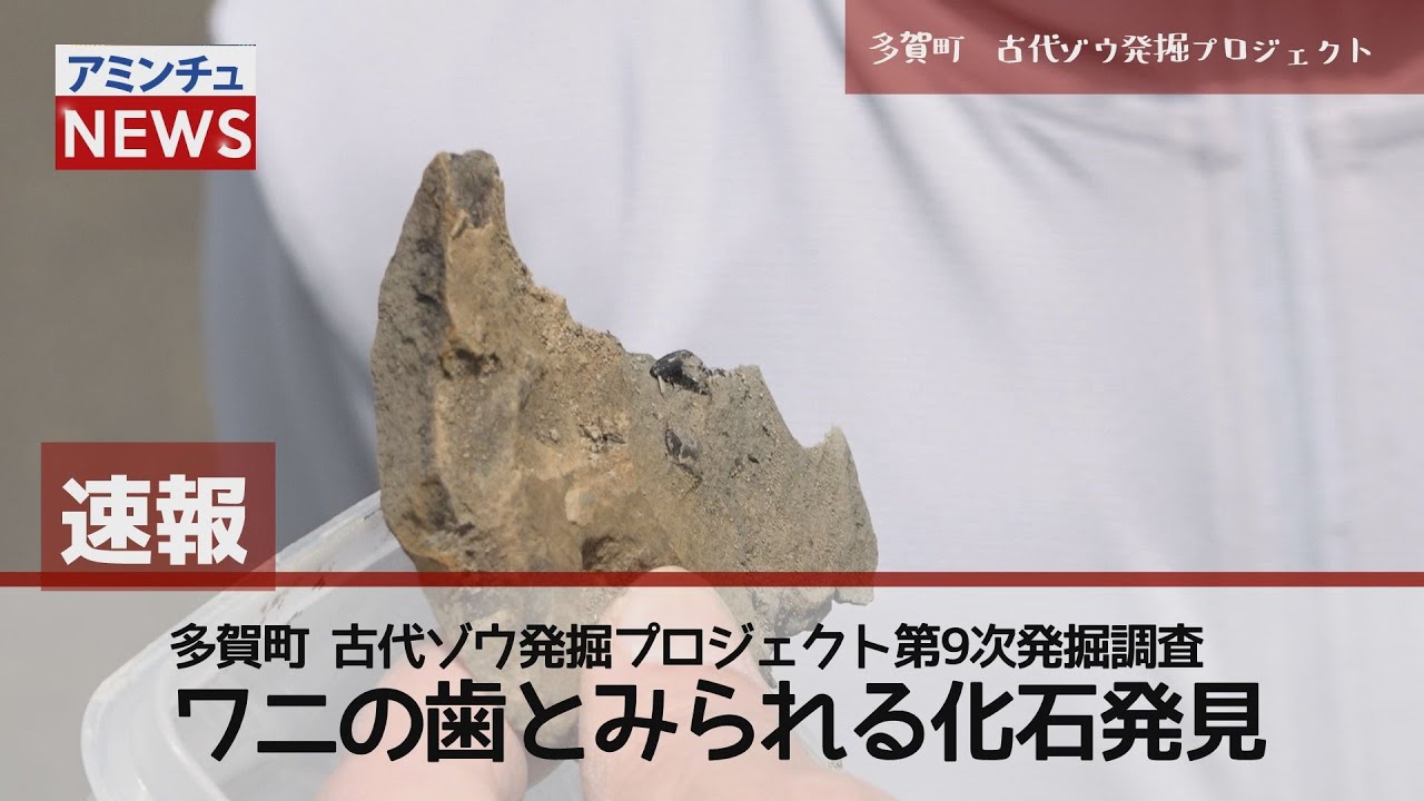 アミンチュニュース】速報 多賀町古代ゾウ発掘プロジェクト ワニの歯