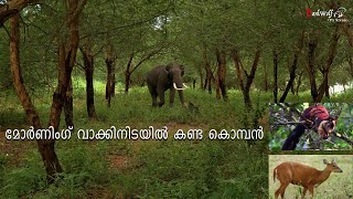 Morning walk forest way Muthanga naikkatti wayanad to mysoor root Elephant