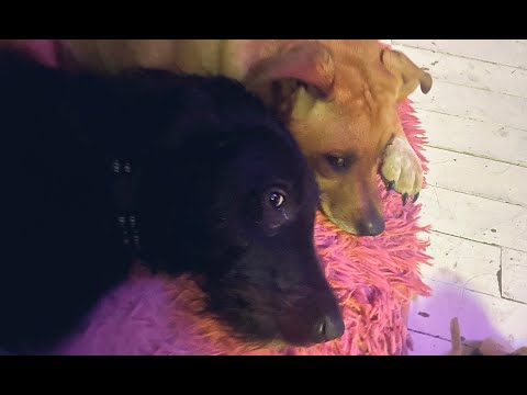 Two Streaming Dogs: Monday Dog Viewcam