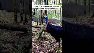 Burung Kasuari Ternyata Burung Ini Termasuk Burung Berbahaya