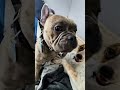 Best Selling Doorbell #funnypets #fyp #frenchbulldog #frenchie #milo2023 #shorts #newchannel #best