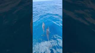 Playful Dolphins Entertaining Boat Passengers