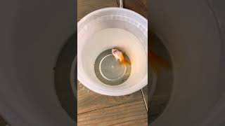 How to humanely euthanize a fish 