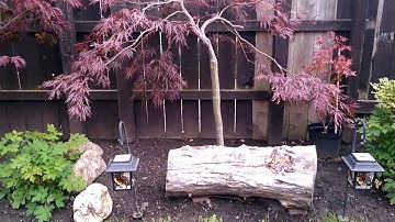 Japanese Maple Pruning In Spring - Dissectum (part 5)