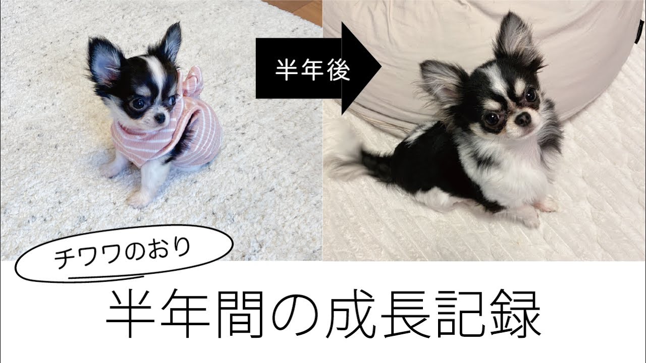 【チワワ】お迎えから半年が経ちました。