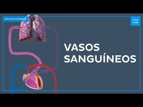 Sistema cardiovascular: vasos sanguíneos - Anatomia Fácil