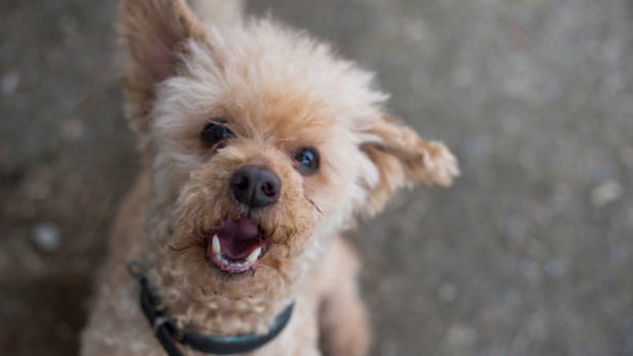 How Can I Stop My Dog From Barking When Left Alone YouTube