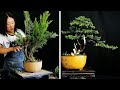 How to bend a bonsai  great bonsai bending skills 229