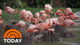 Wild flamingos flock back to Florida: Are they there to stay?