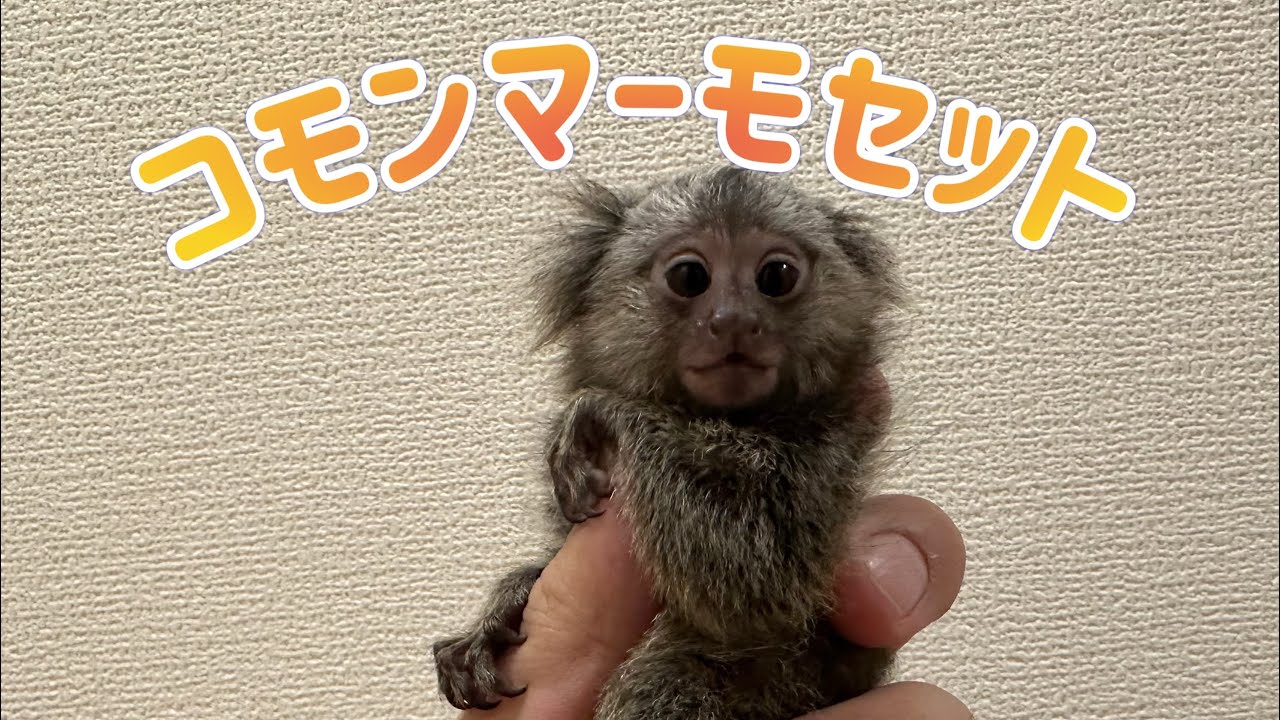 SOLDOUT】コモンマーモセットの赤ちゃんが入荷しました！！ | 熱帯倶楽部